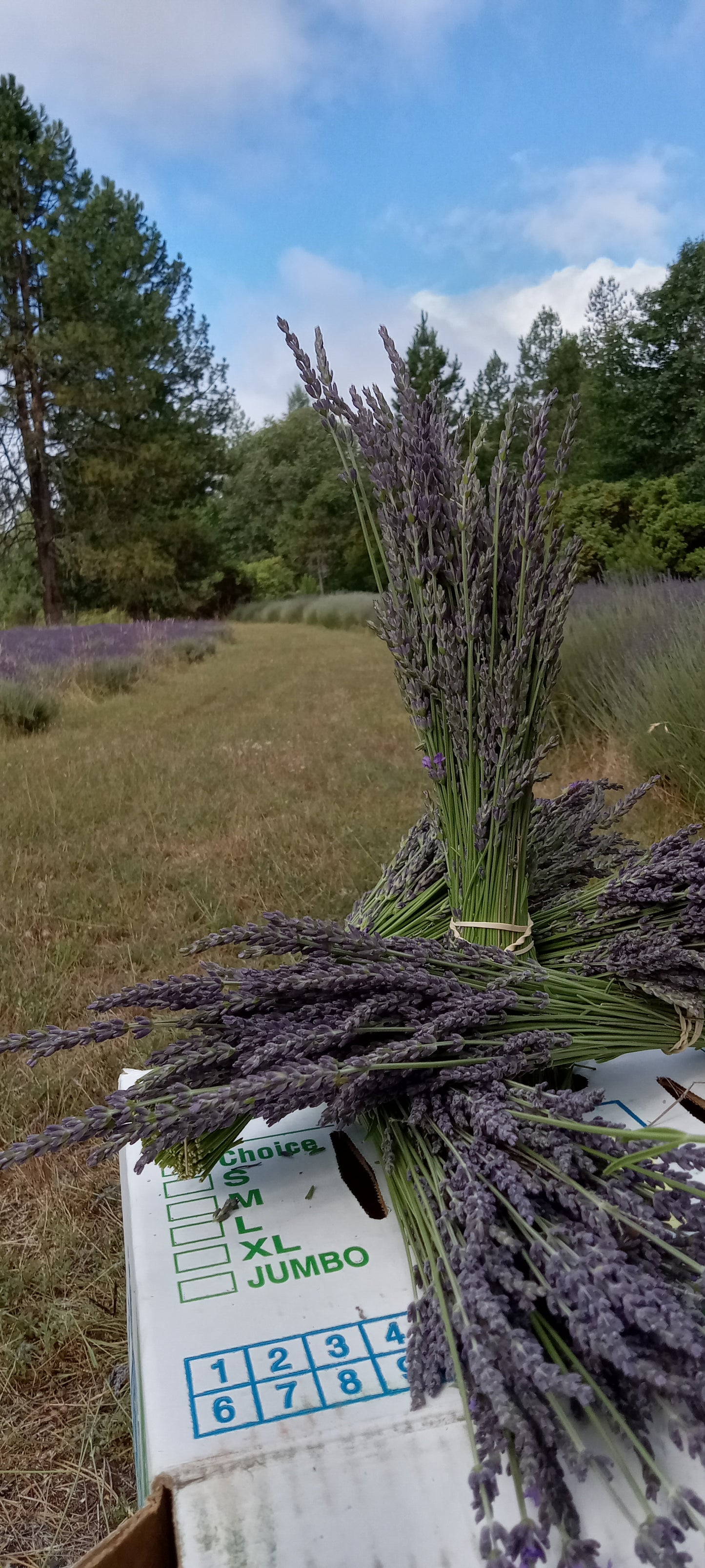 Lavender sachets (3 pack)